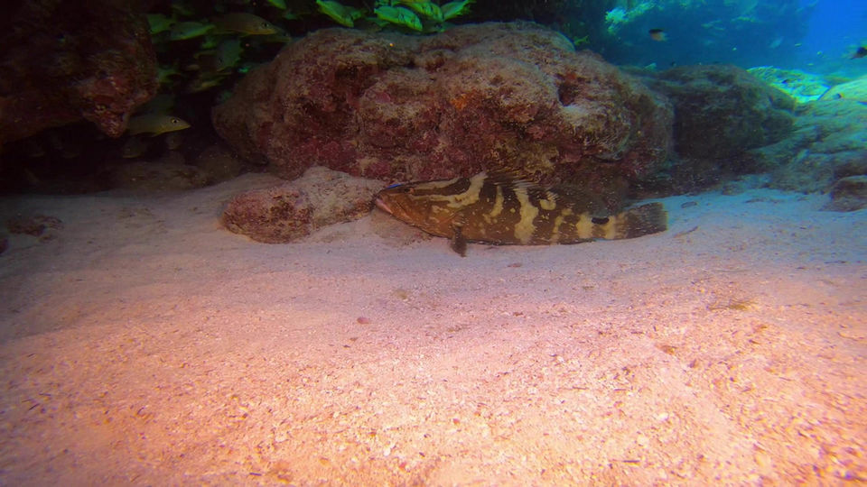 Molasses Reef